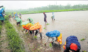 rainfall
